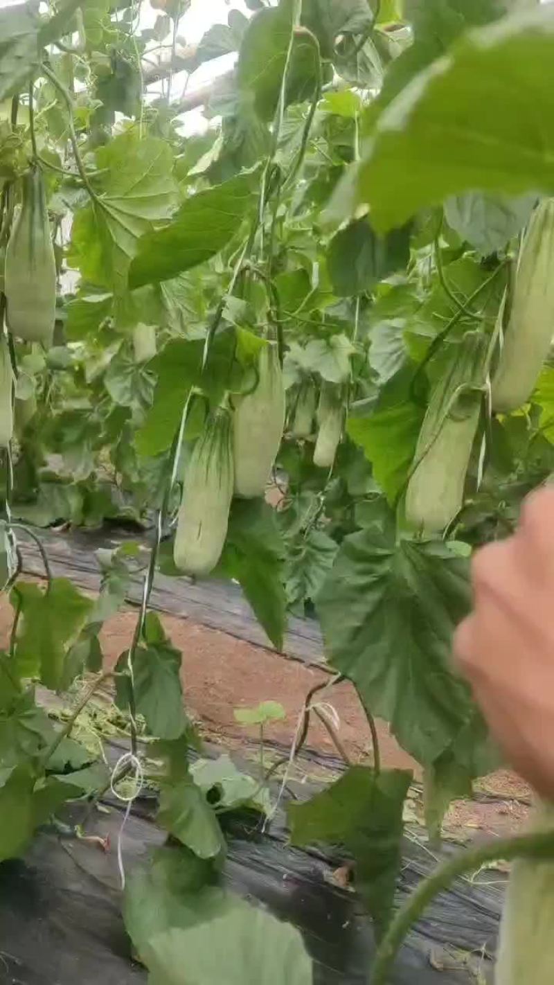 羊角蜜