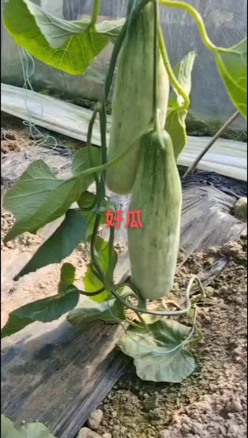羊角蜜