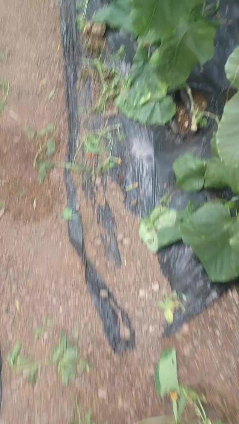 羊角蜜