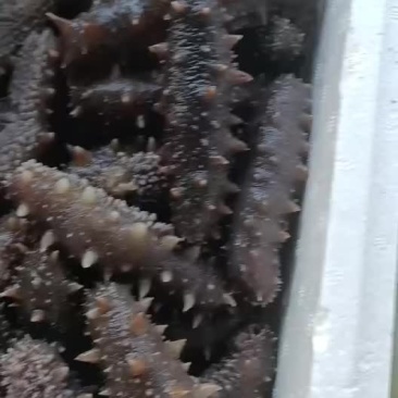 即食海参