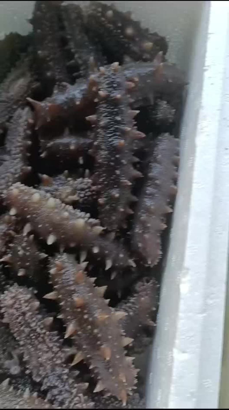 即食海参