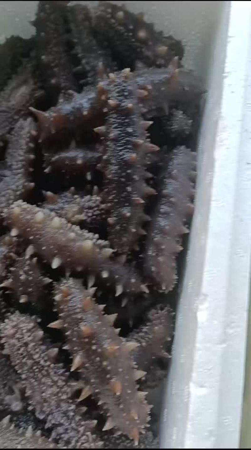 即食海参