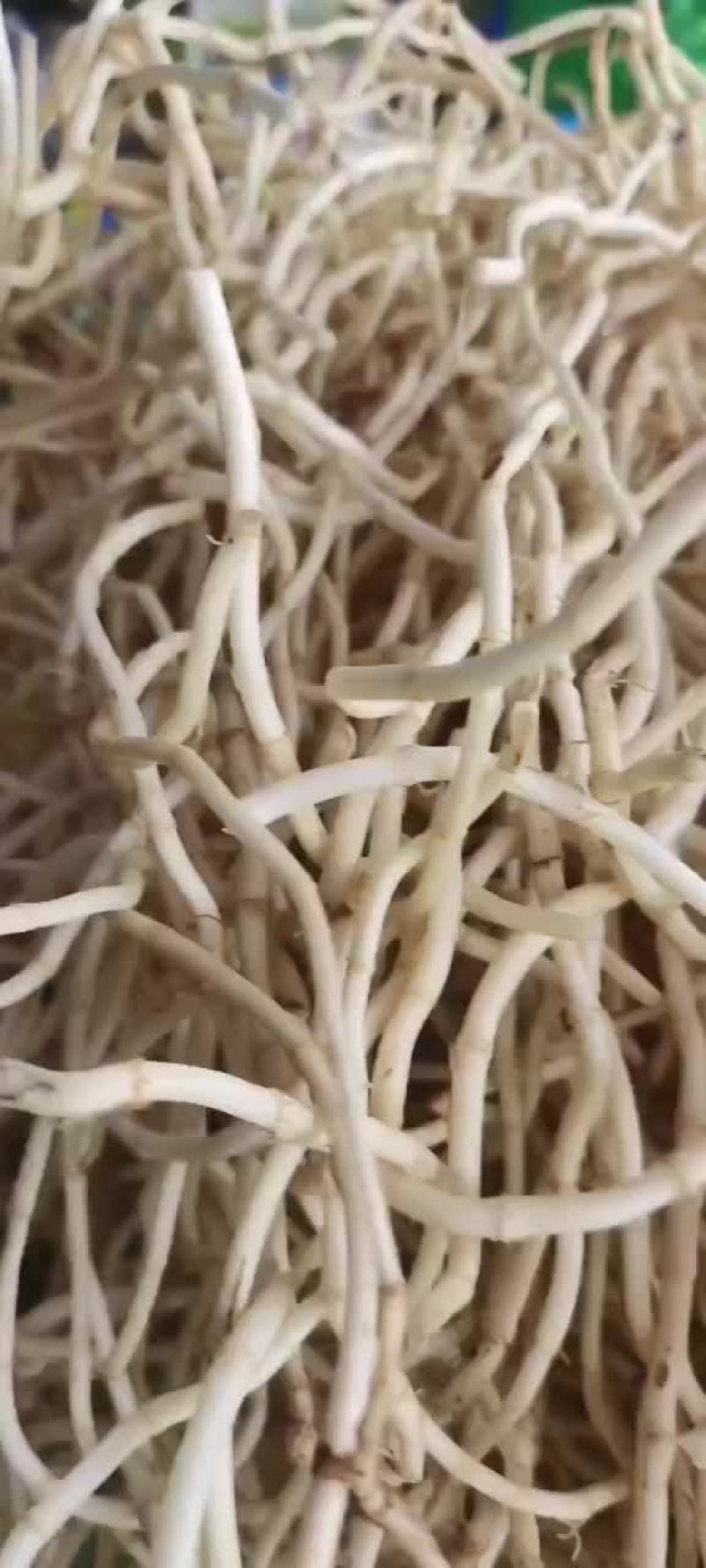 鱼腥草