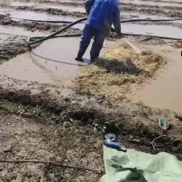 鱼腥草
