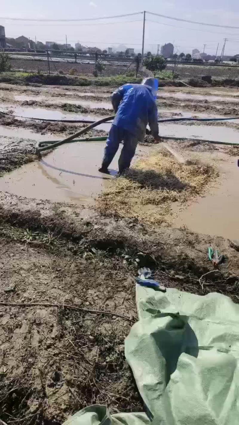 鱼腥草
