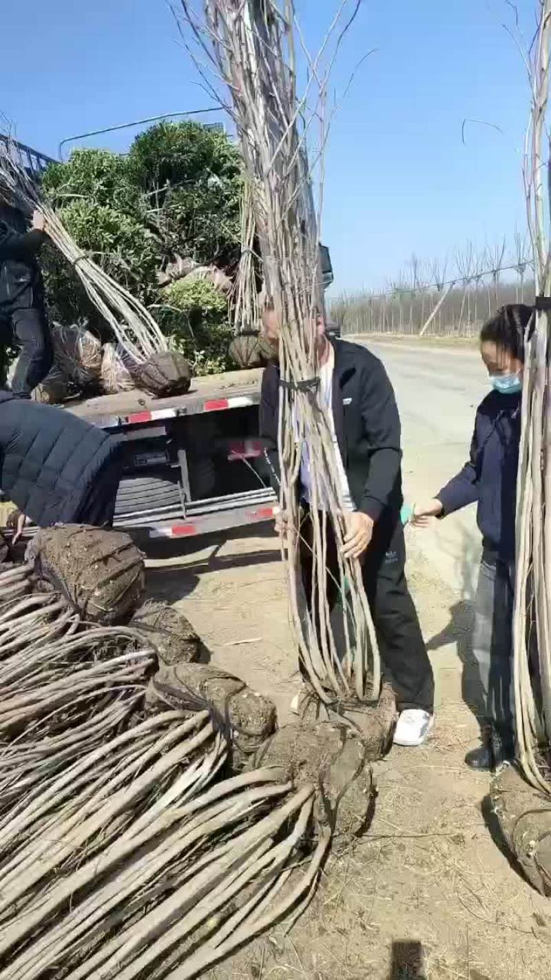 紫荆丛生紫荆需要联系3-5分支绿工程苗