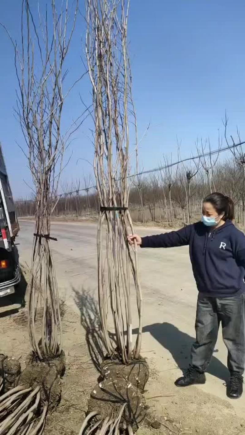 紫荆丛生紫荆需要联系3-5分支绿工程苗