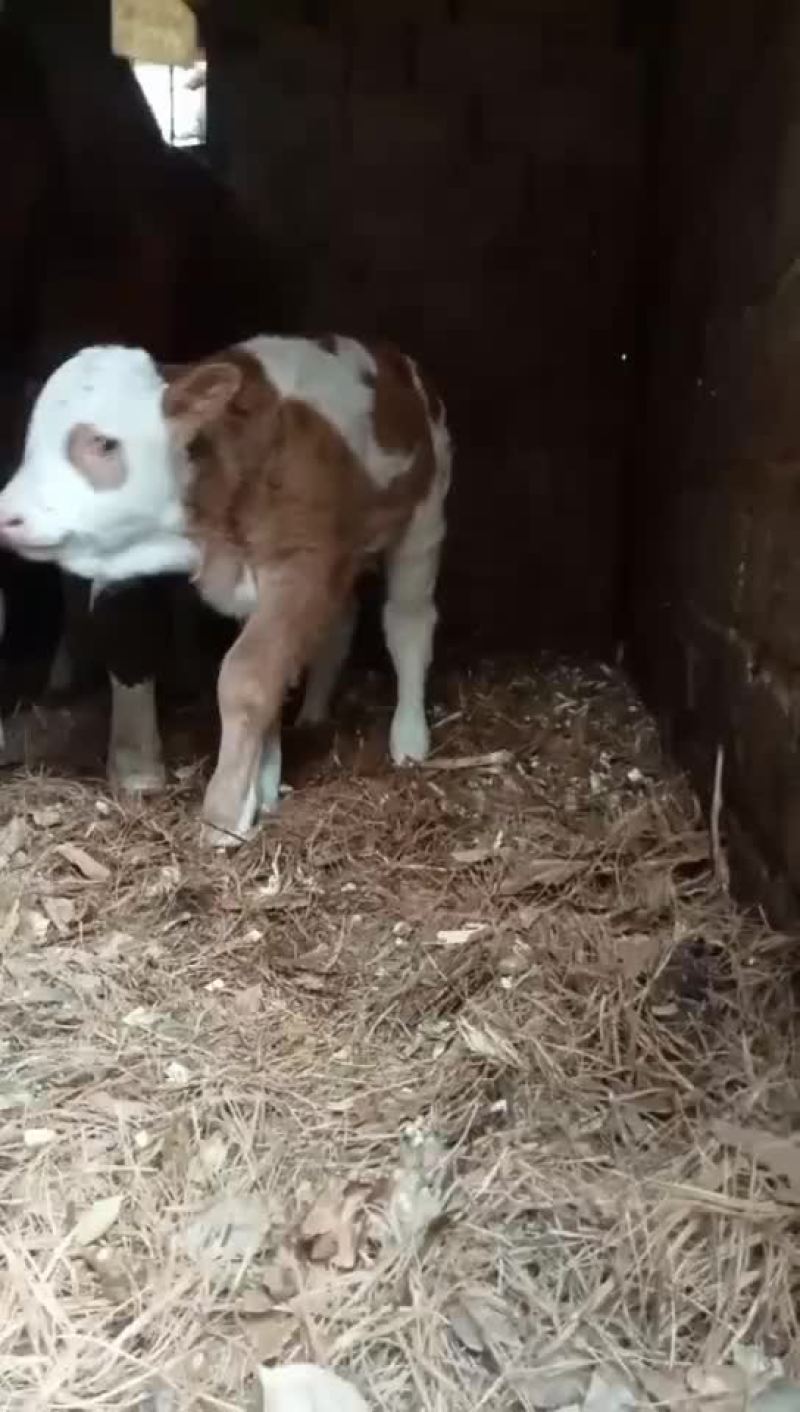 活牛