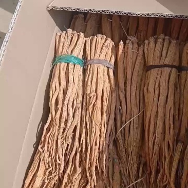 正宗黄党参