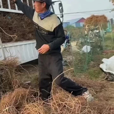大量供应爬山虎，凌宵，紫藤，油麻藤，常青藤，藤本月季等绿