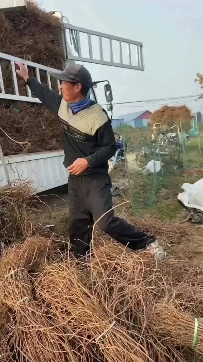 大量供应爬山虎，凌宵，紫藤，油麻藤，常青藤，藤本月季等绿