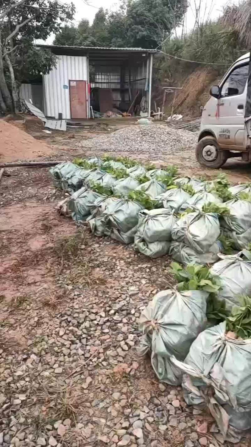 五指毛桃苗