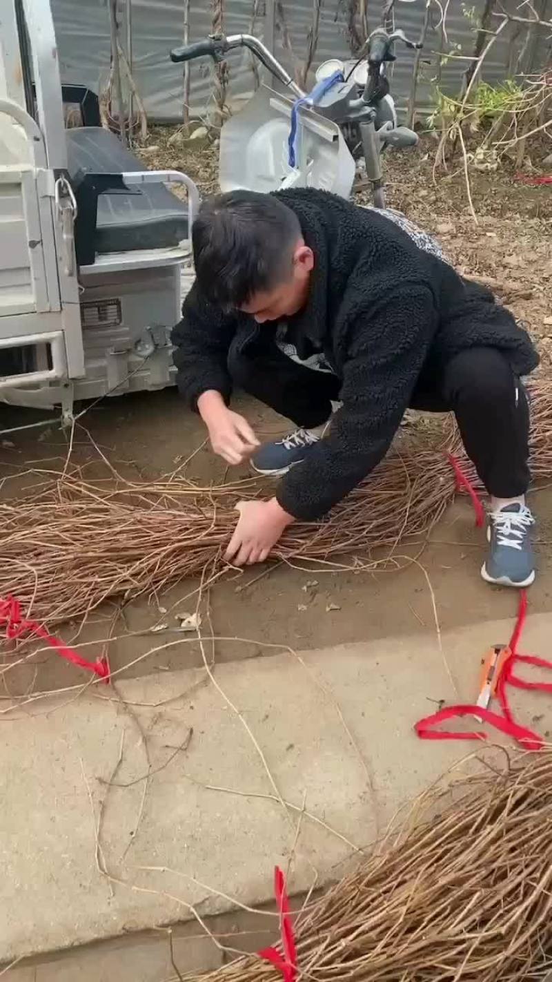 大量供应爬山虎，凌宵，紫藤，油麻藤，常青藤，藤本月季等绿