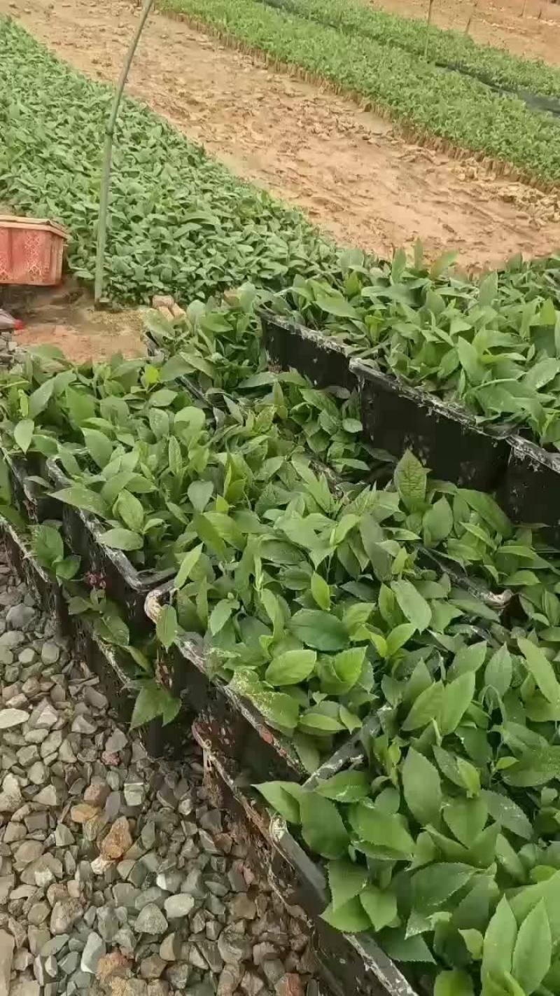 五指毛桃苗