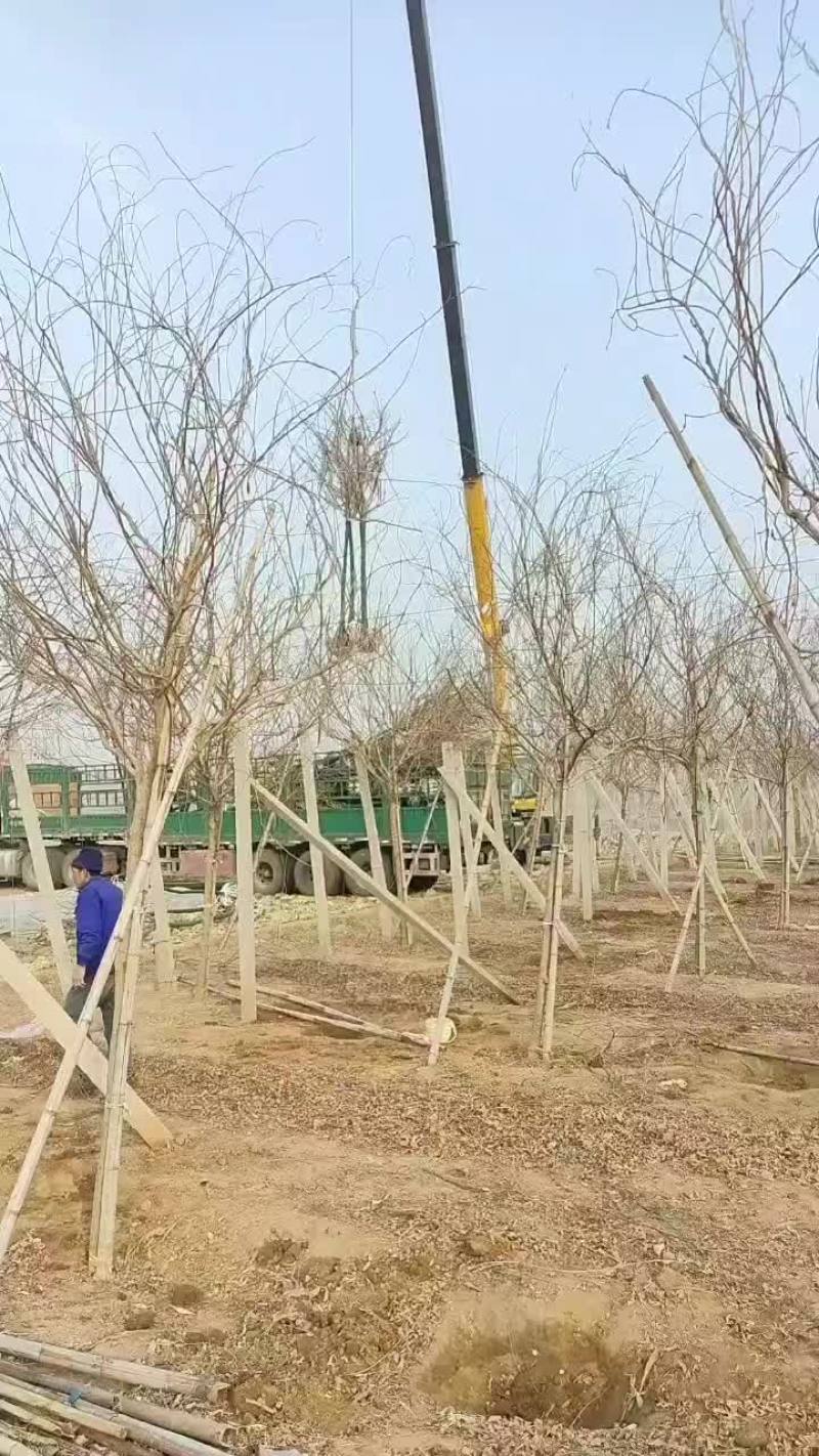 大量供应爬山虎，凌宵，紫藤，油麻藤，常青藤，藤本月季等绿