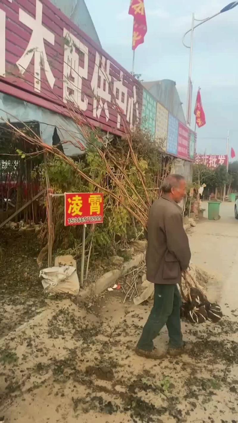 大量供应爬山虎，凌宵，紫藤，油麻藤，常青藤，藤本月季等绿