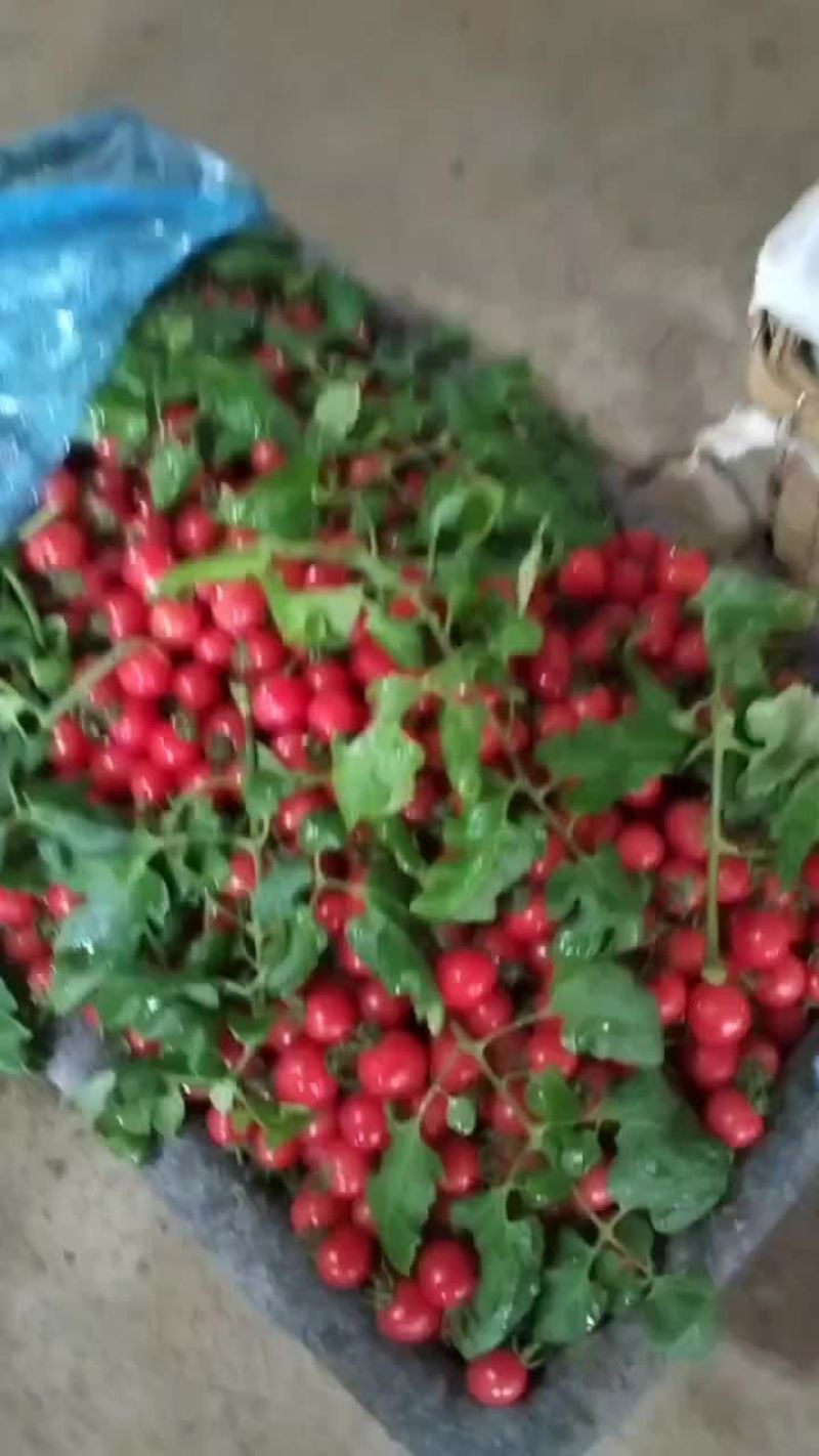 精选圣女果口感好现摘现发。有需要的朋友联系我。