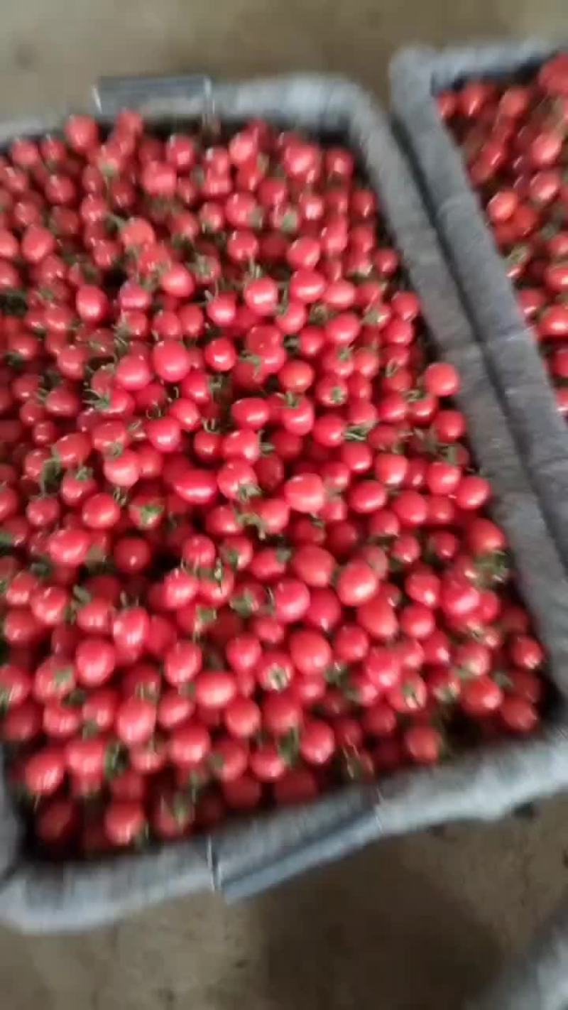精选圣女果口感好现摘现发。有需要的朋友联系我。