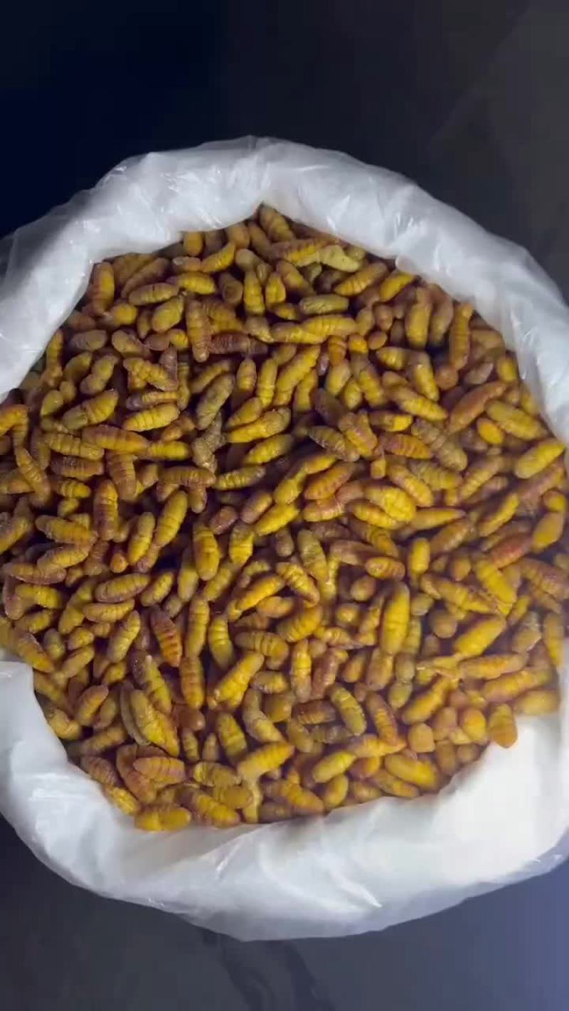 金丝蚕蛹货量充足全国发货