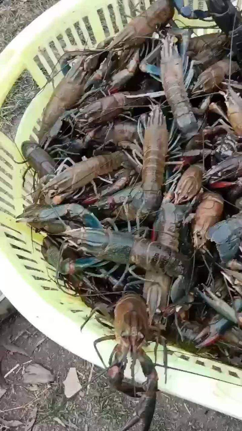 海南本地澳洲淡水小龙虾
