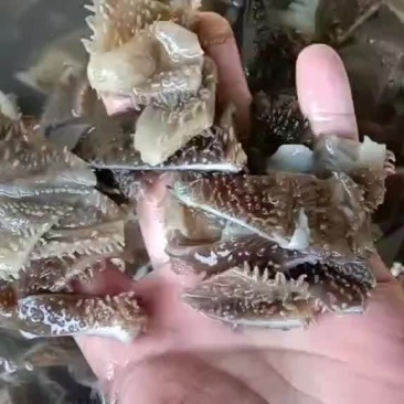 毛肚边角，碎毛肚，毛肚百叶