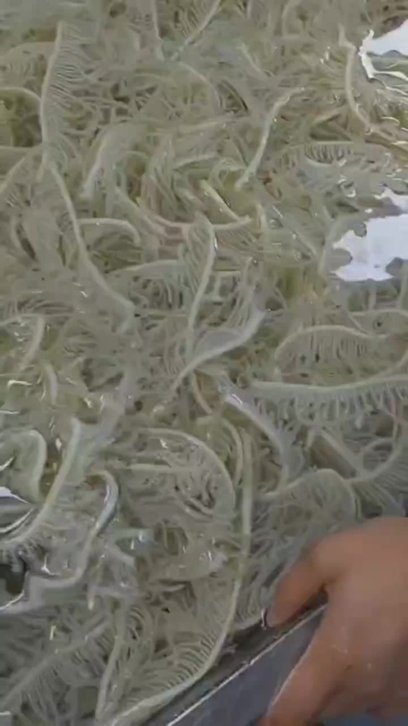 白千层中段，白短丝，白千层，白毛肚丝，百叶肚丝