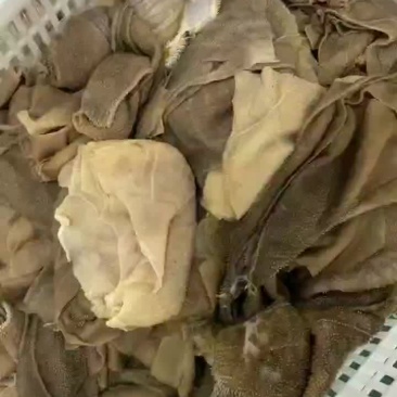 稀皮大叶片，毛肚大叶片，中叶片