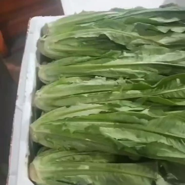 油麦菜专卖