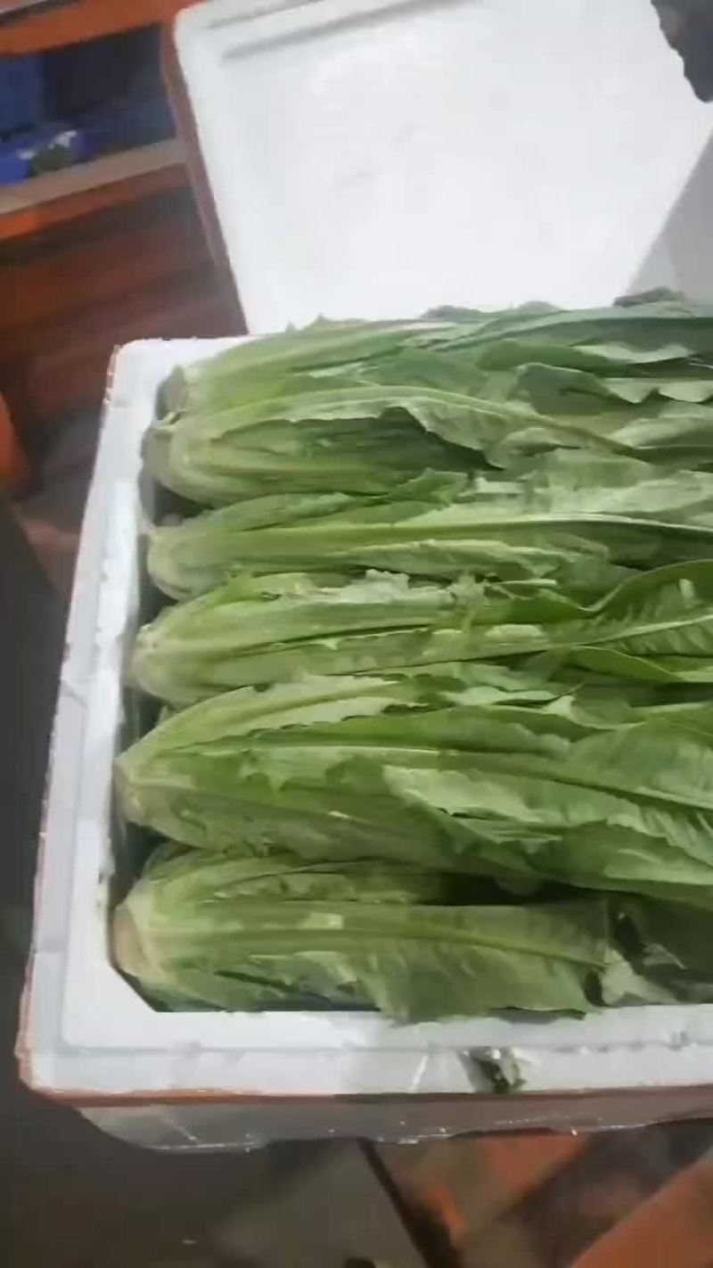 油麦菜专卖