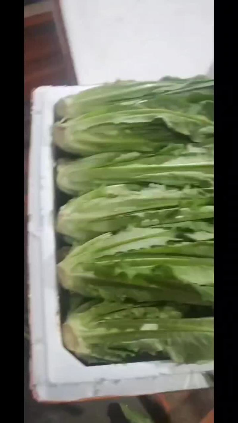 油麦菜专卖
