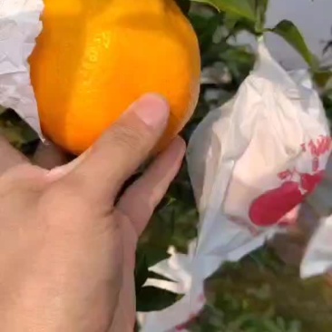耙耙柑