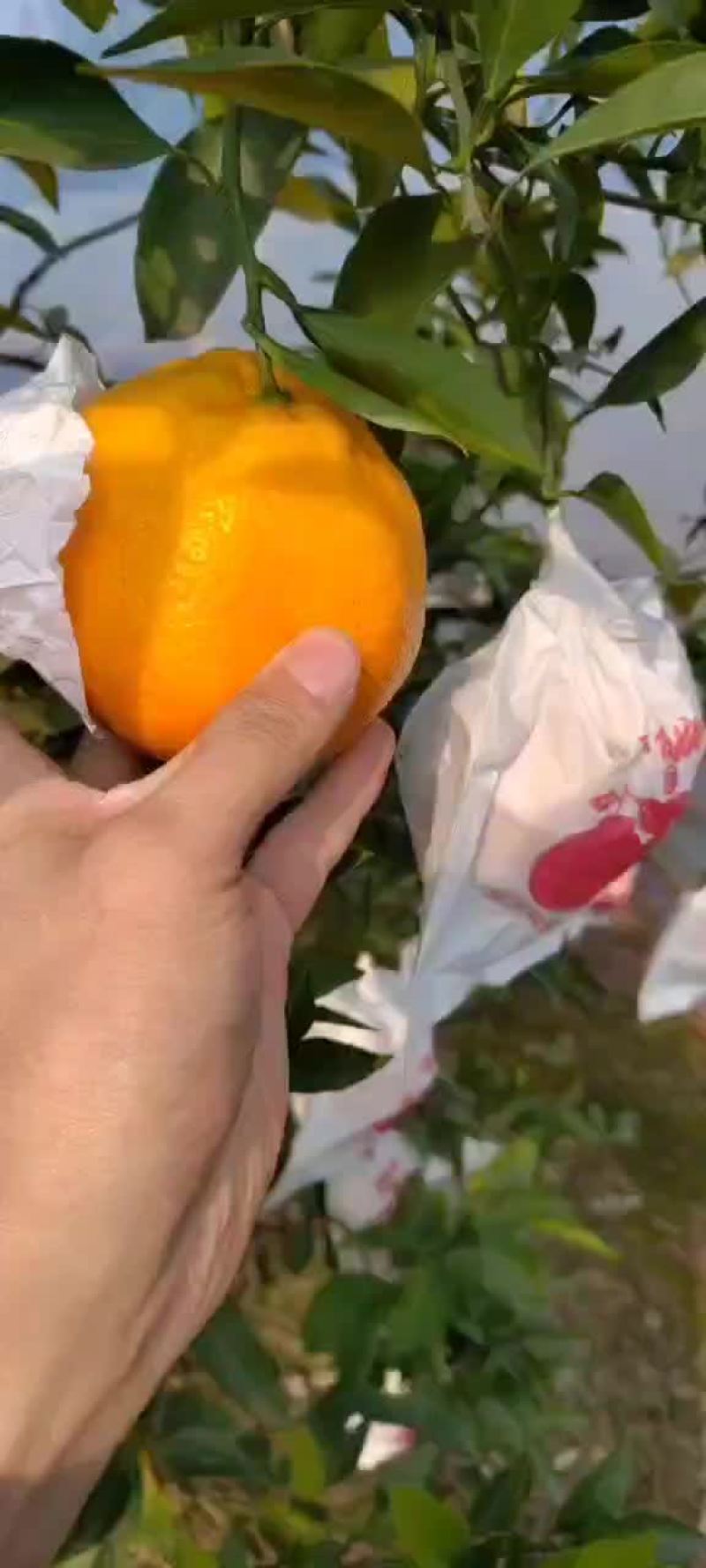 耙耙柑