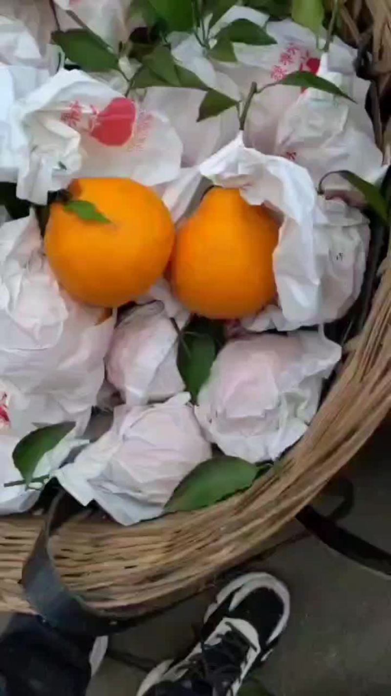 耙耙柑