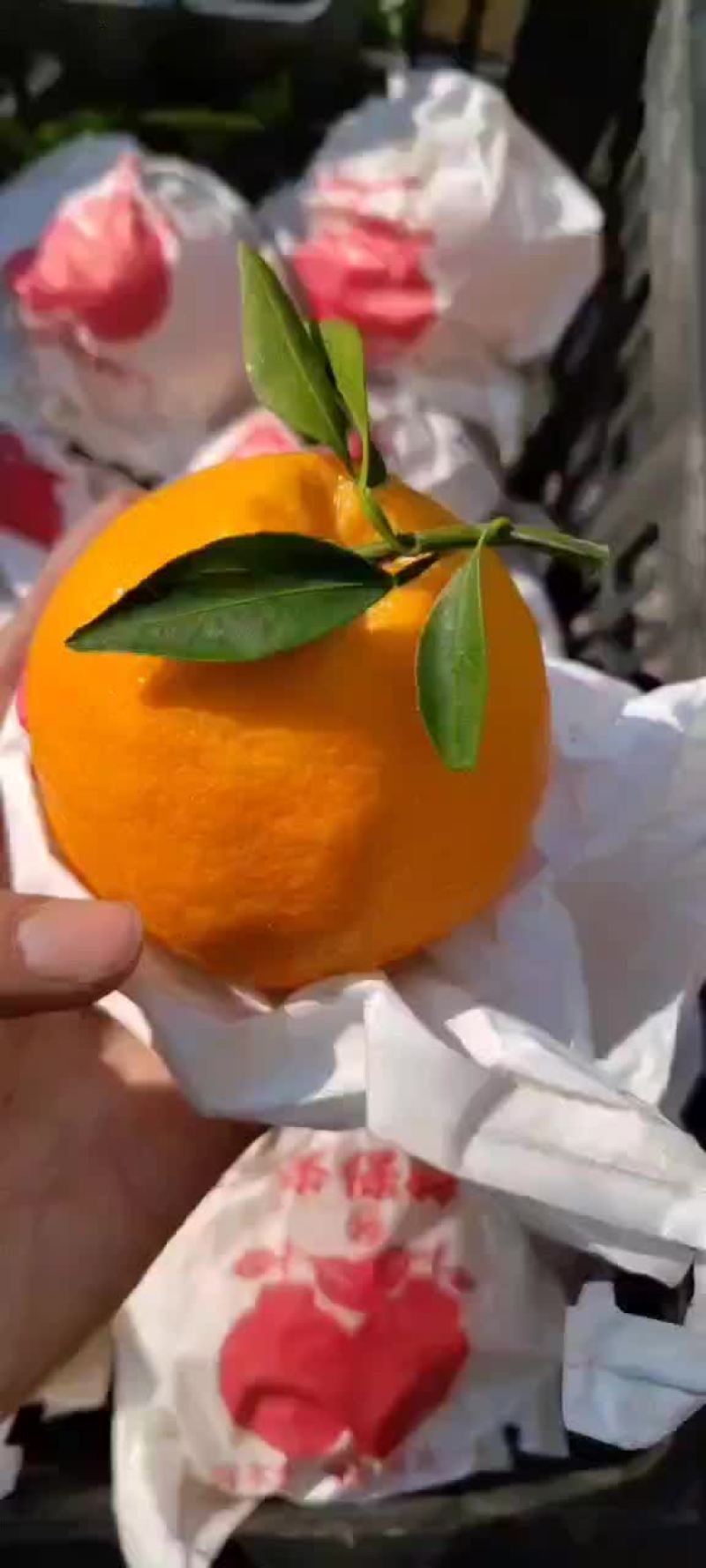 耙耙柑