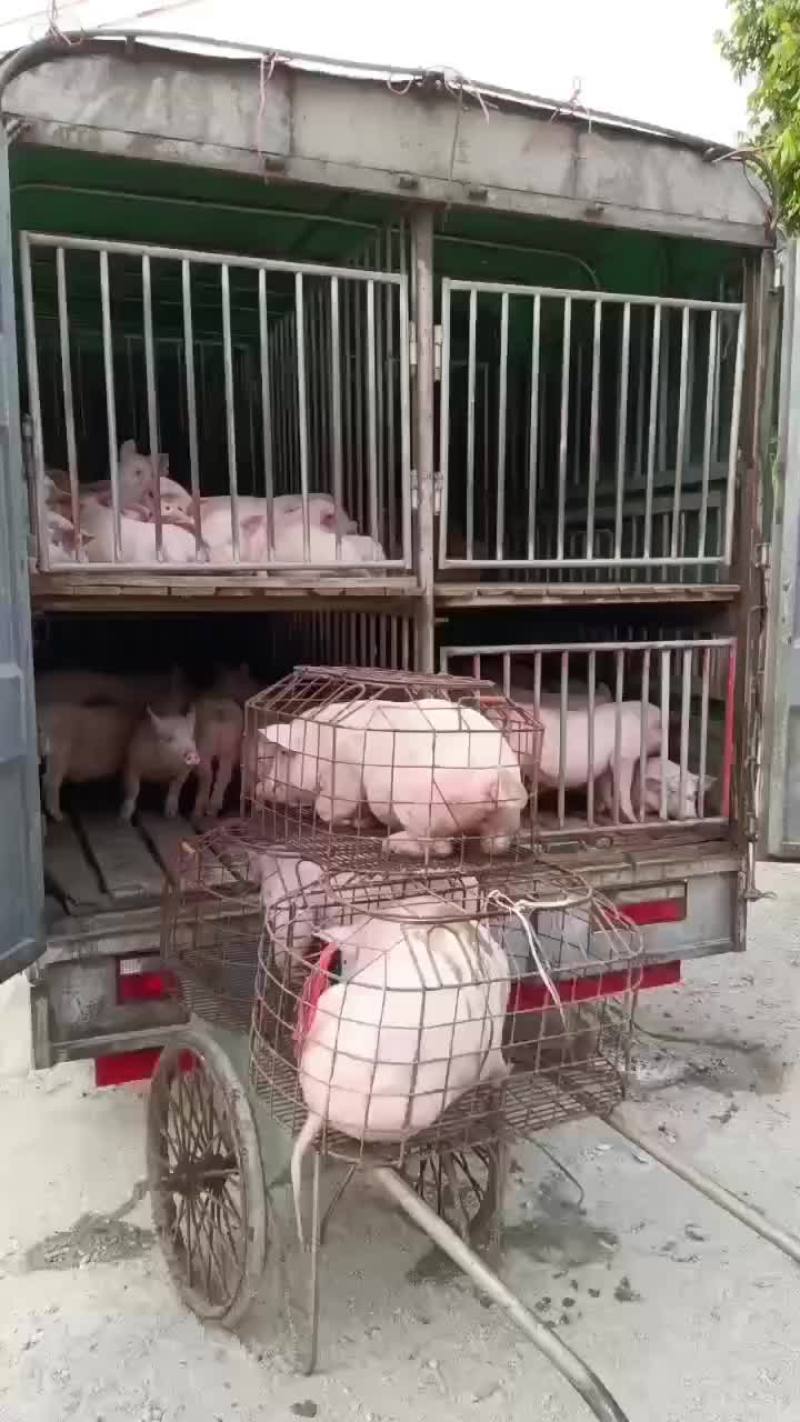 土白猪