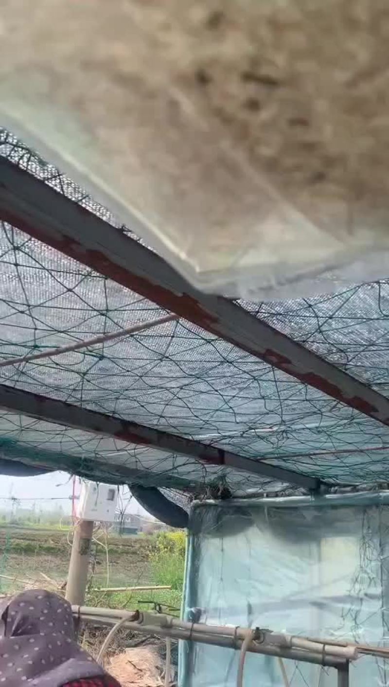 加州鲈鱼水花又名大口黑鲈