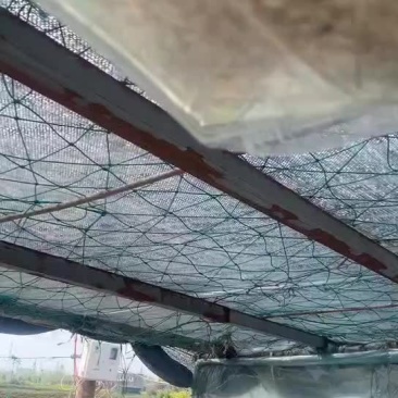 加州鲈鱼水花又名大口黑鲈