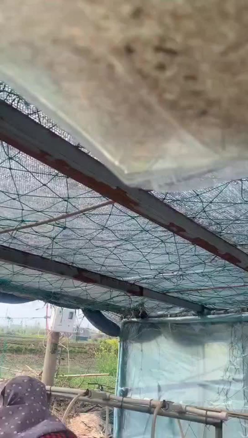 加州鲈鱼水花又名大口黑鲈
