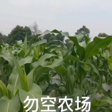勿空农场开心菜园招商