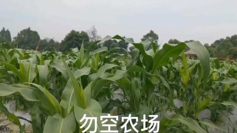 勿空农场开心菜园招商