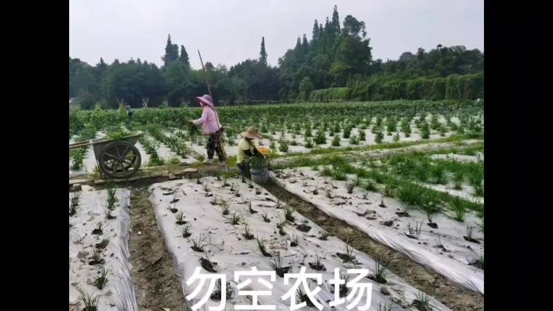 勿空农场开心菜园招商