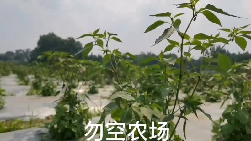 勿空农场开心菜园招商