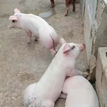 标猪，三元，大肥长期供应