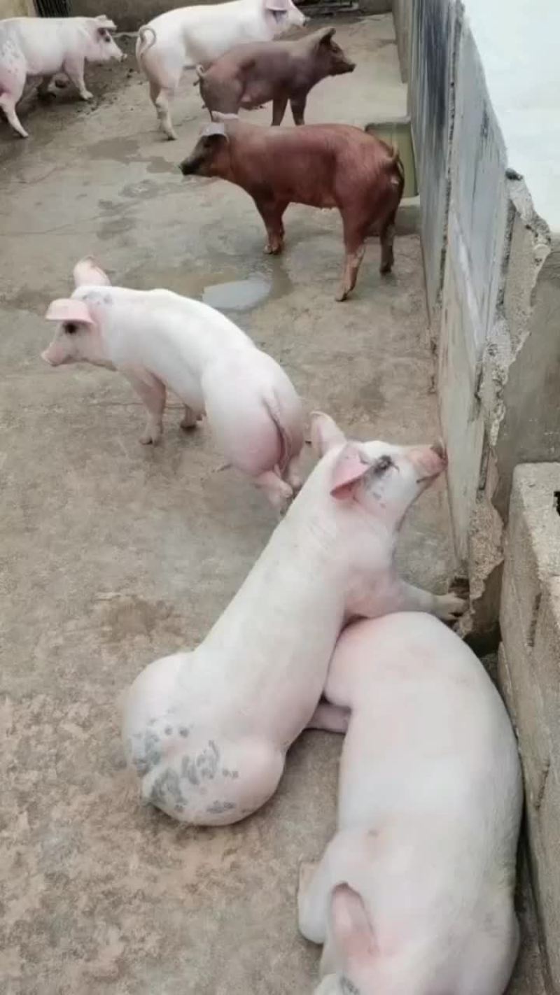 标猪，三元，大肥长期供应