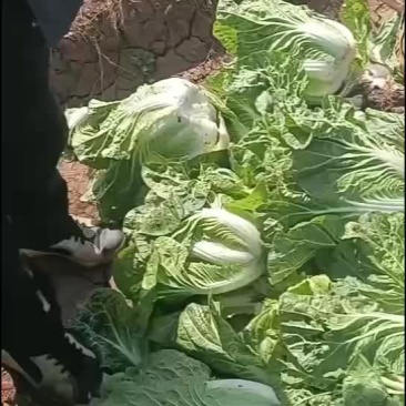黄心大白菜