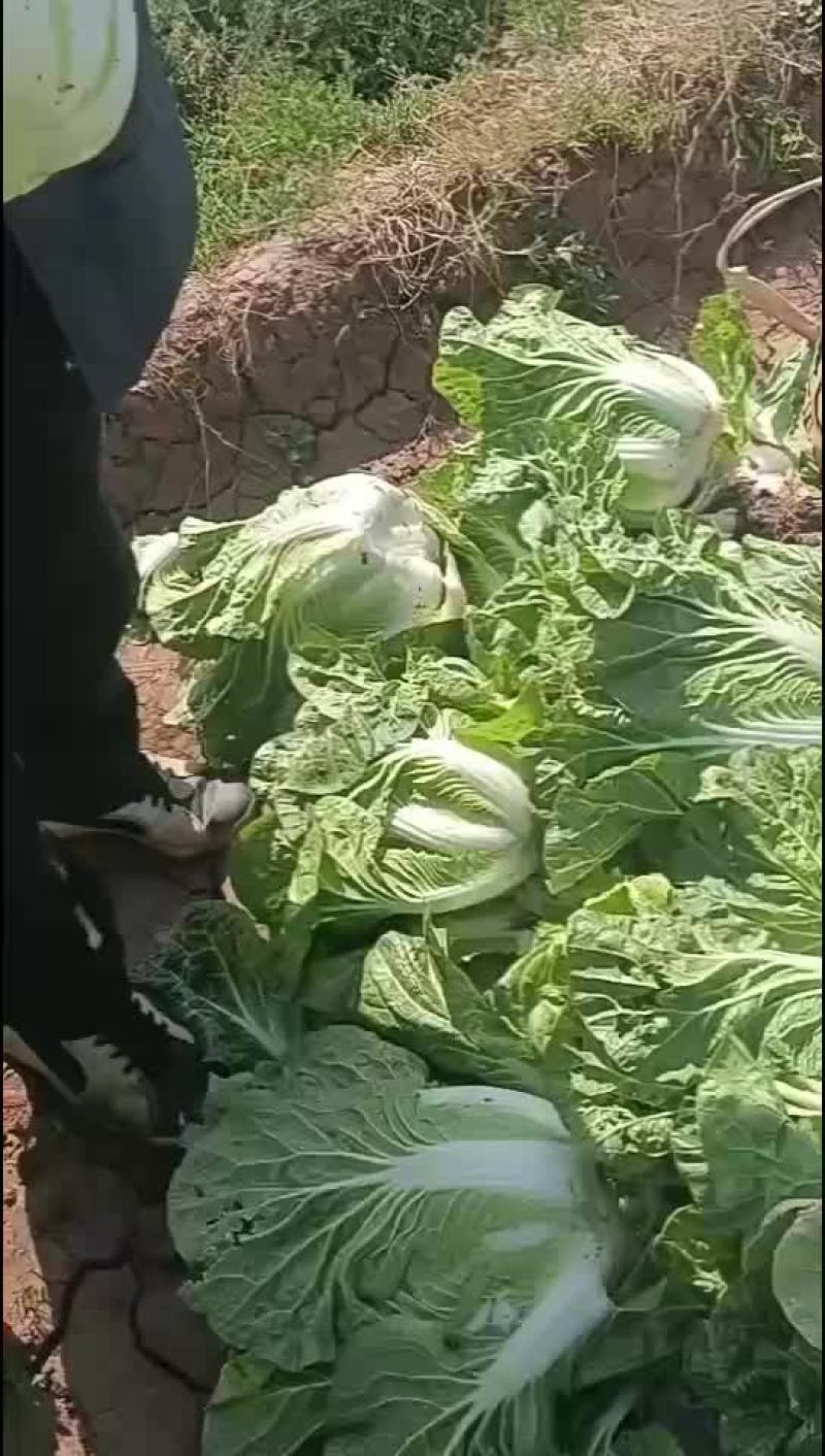 黄心大白菜