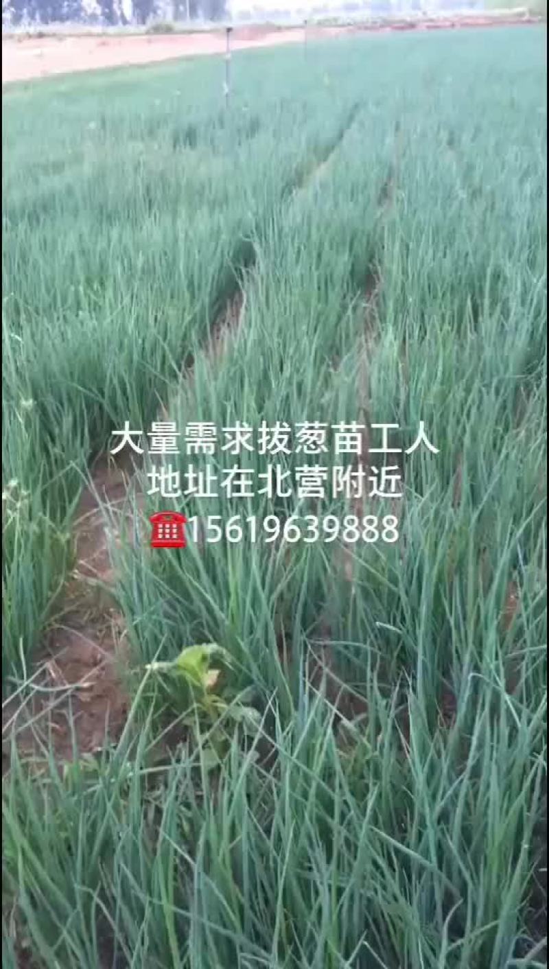 章丘大葱苗刚葱一代苗