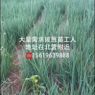 章丘大葱苗刚葱一代苗