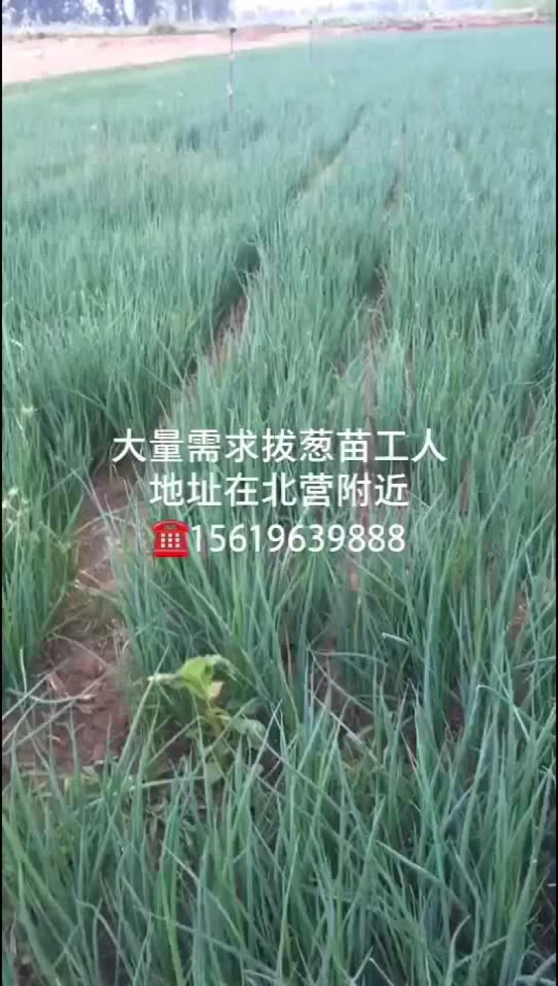 章丘大葱苗刚葱一代苗