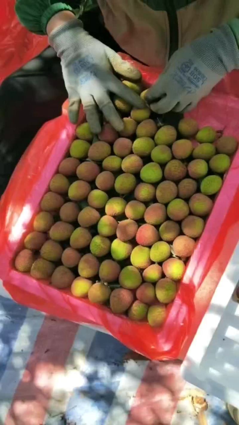 荔枝